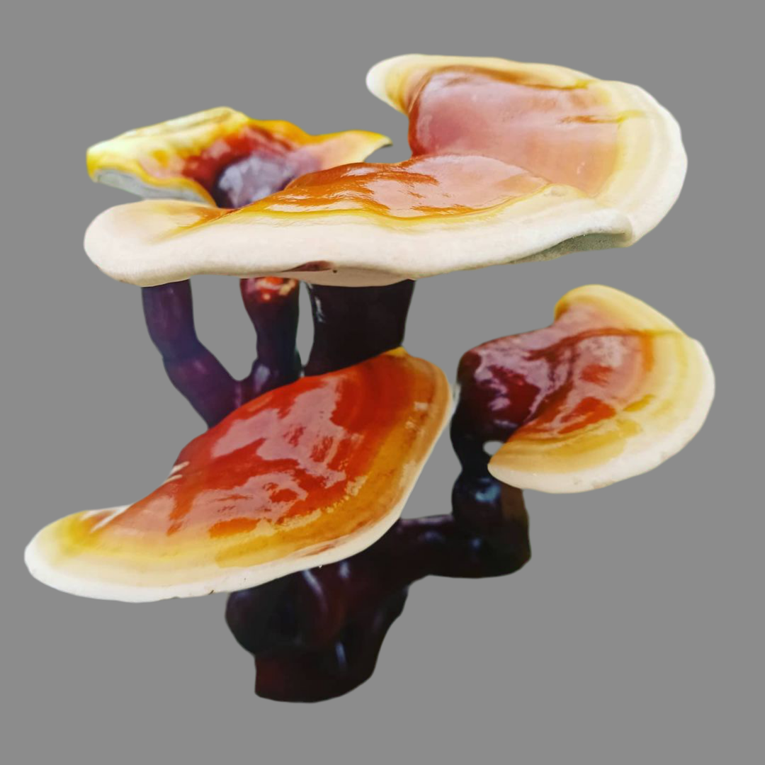 ganoderma liquid culture from Jurassic coast mushrooms