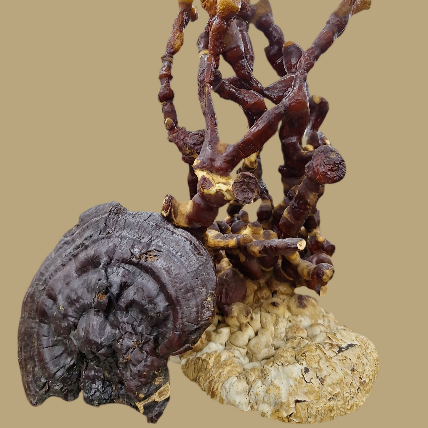 Ganoderma lucidum native liquid culture from Jurassic coast mushrooms