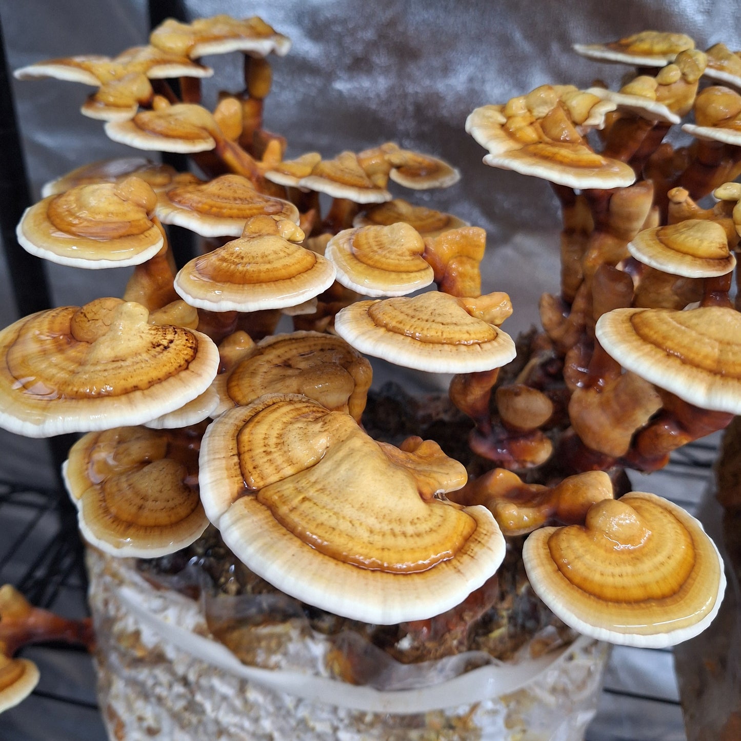 ganoderma multipileum liquid culture from Jurassic coast mushrooms