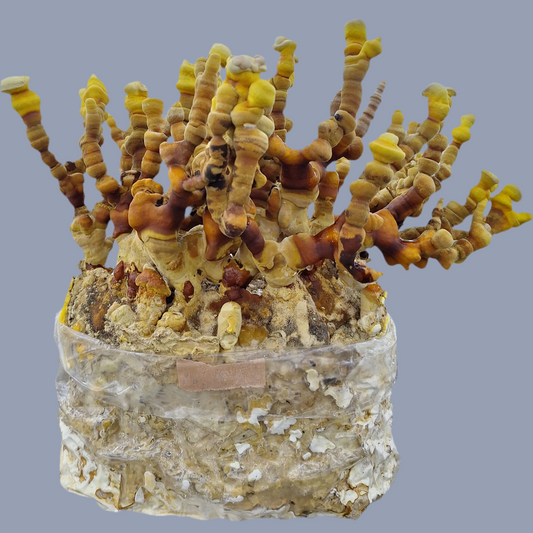 ganoderma multipileum liquid culture from Jurassic coast mushrooms