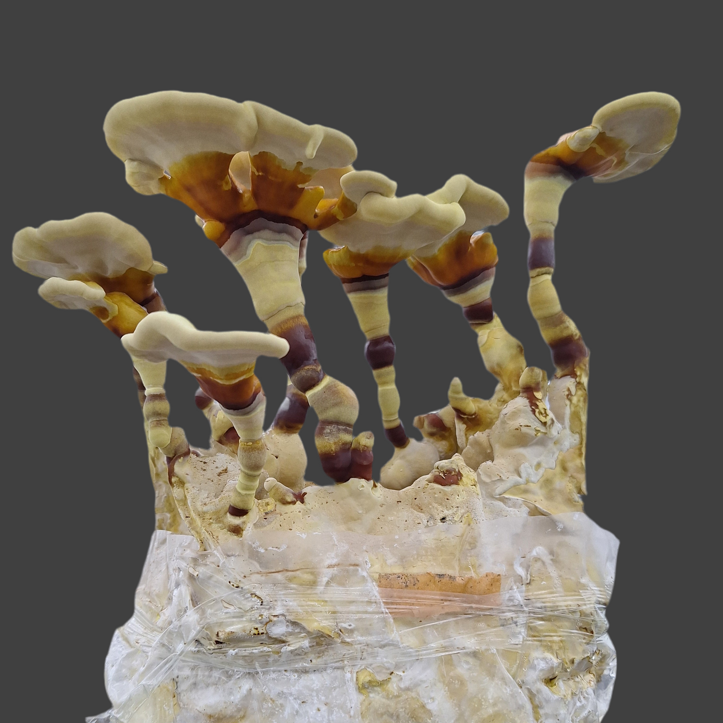 ganoderma sichaunense liquid culture from Jurassic coast mushrooms