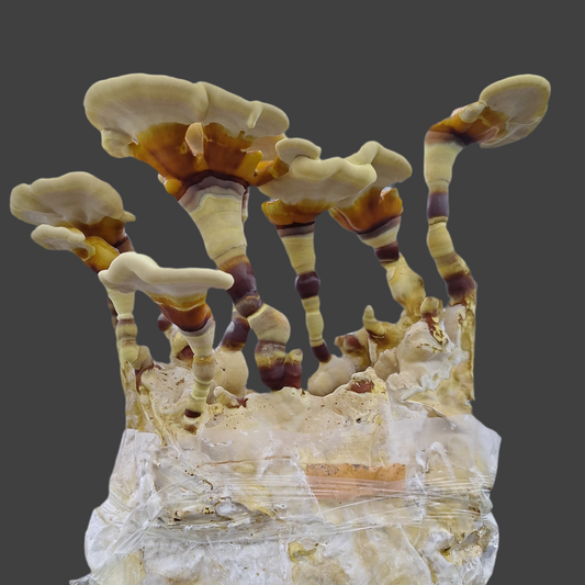 ganoderma sichaunense liquid culture from Jurassic coast mushrooms