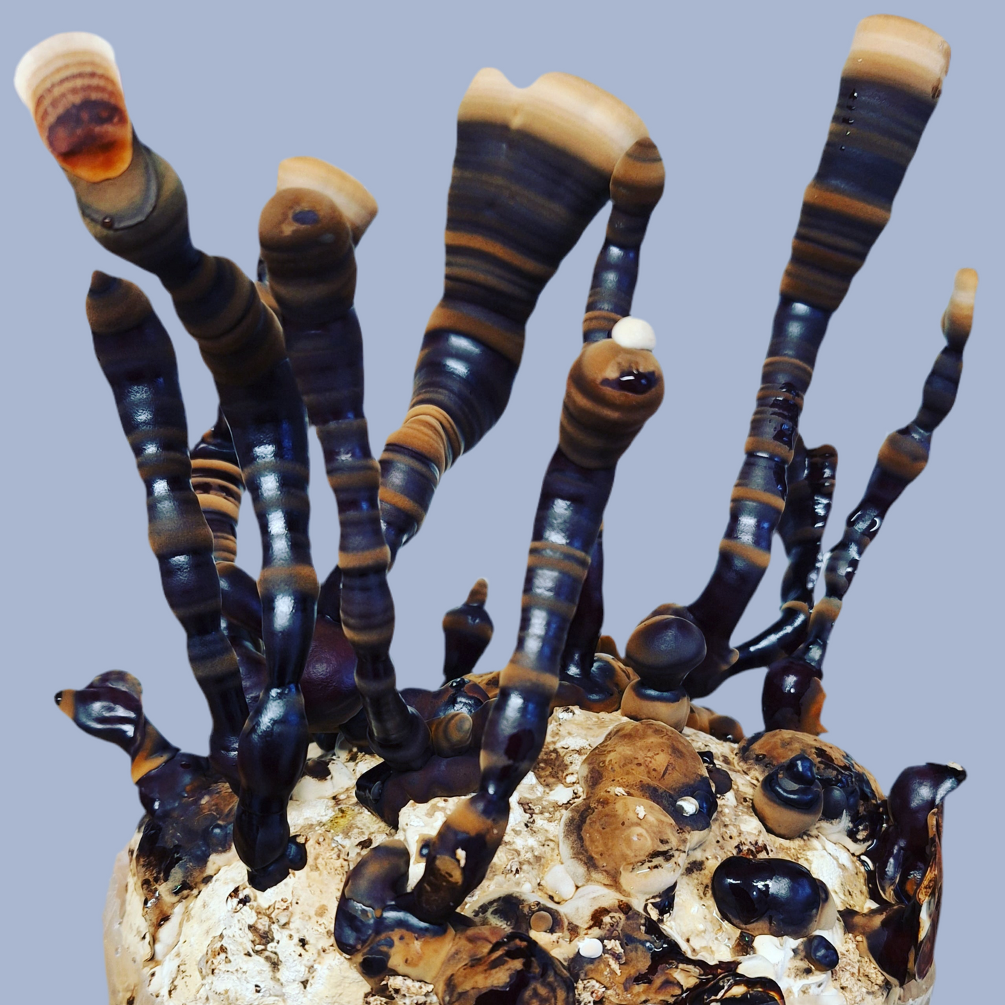 ganoderma sinense liquid culture from Jurassic coast mushrooms