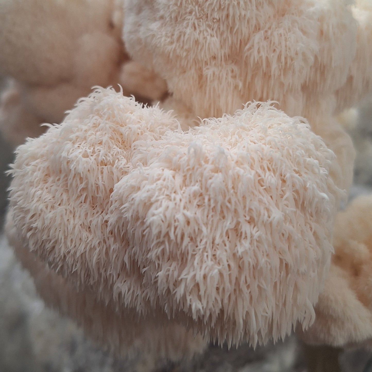 heat tolerant lionsmane liquid culture from Jurassic coast mushrooms 