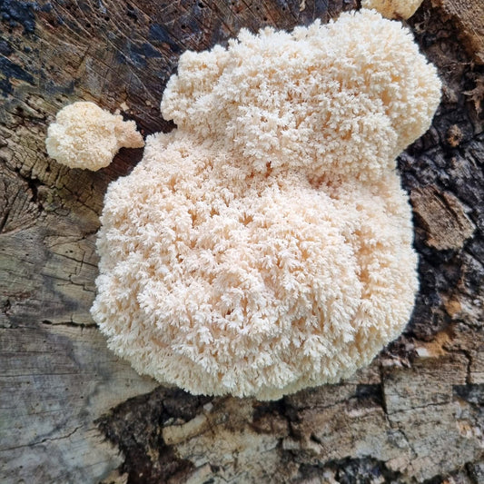 hericium coralloides liquid culture from Jurassic coast mushrooms