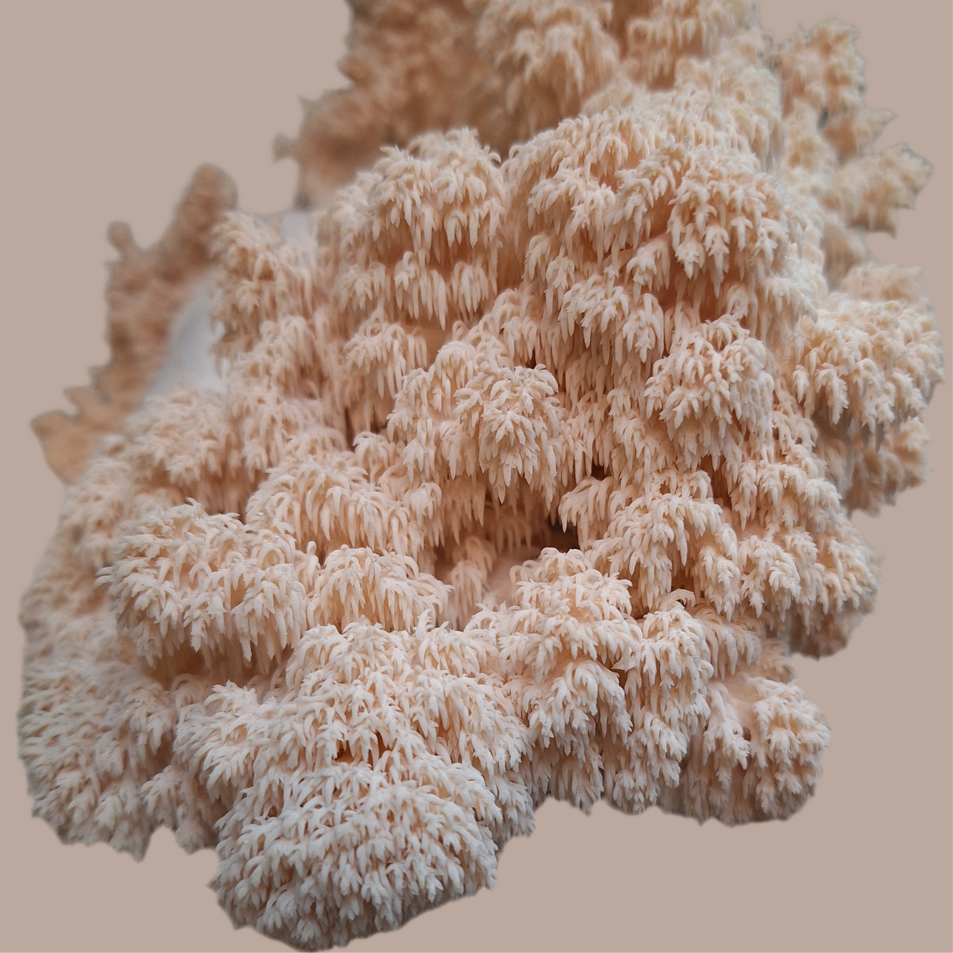 hericium americanum liquid culture from Jurassic coast mushrooms 