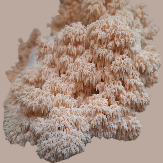 hericium americanum liquid culture from Jurassic coast mushrooms 