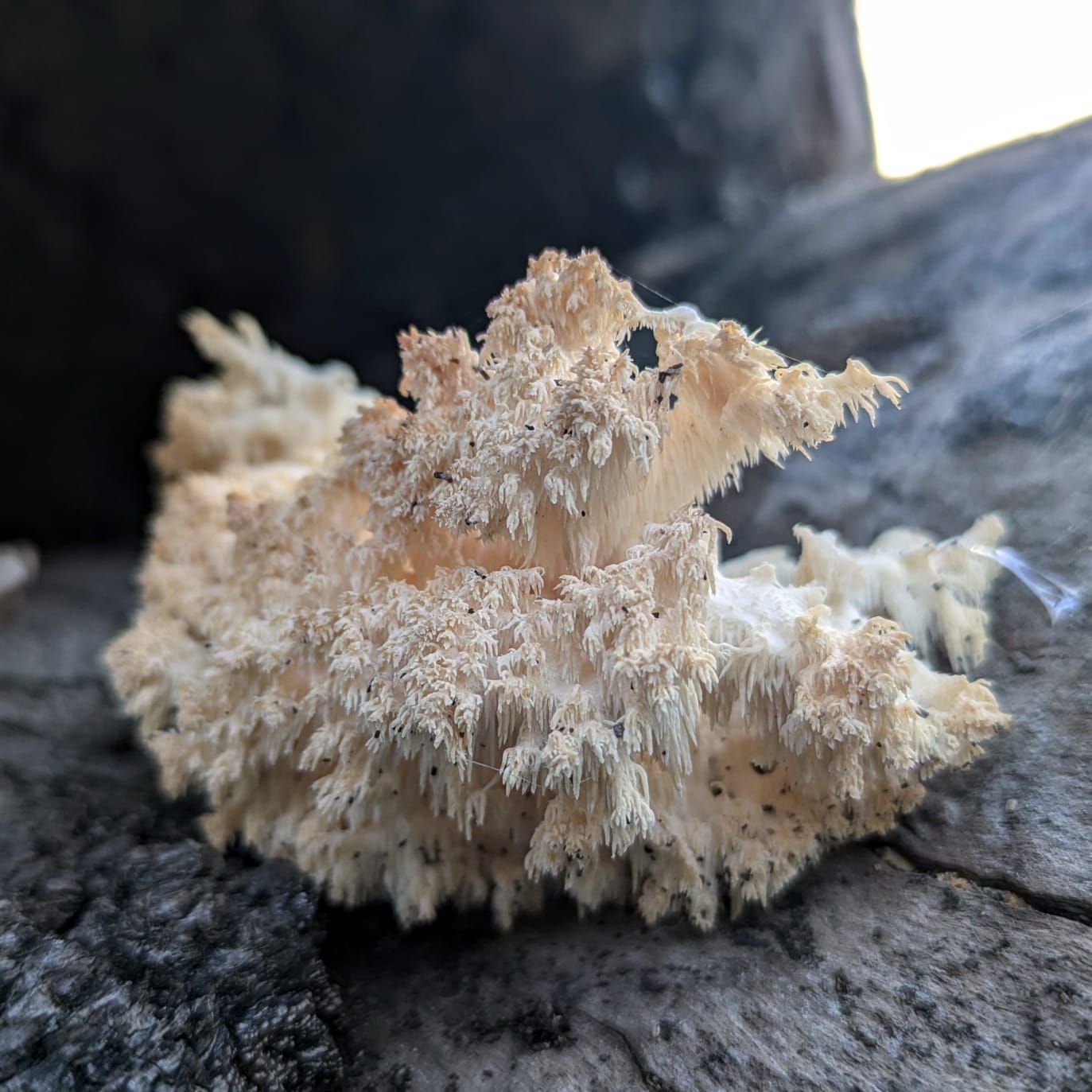 hericium coralloides native liquid culture from Jurassic coast mushrooms
