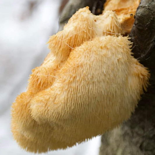 hericium erinaceus native liquid culture from Jurassic coast mushrooms 
