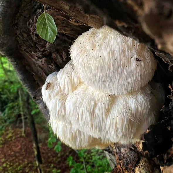 hericium erinaceus native liquid culture from Jurassic coast mushrooms 