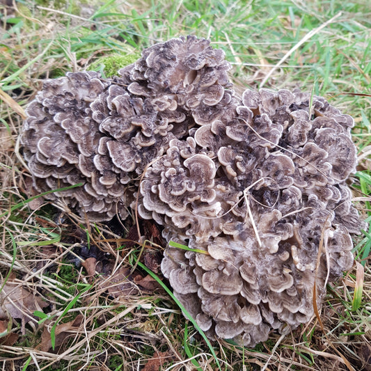 Hen of the Woods Colonised Grain Spawn (NATIVE)