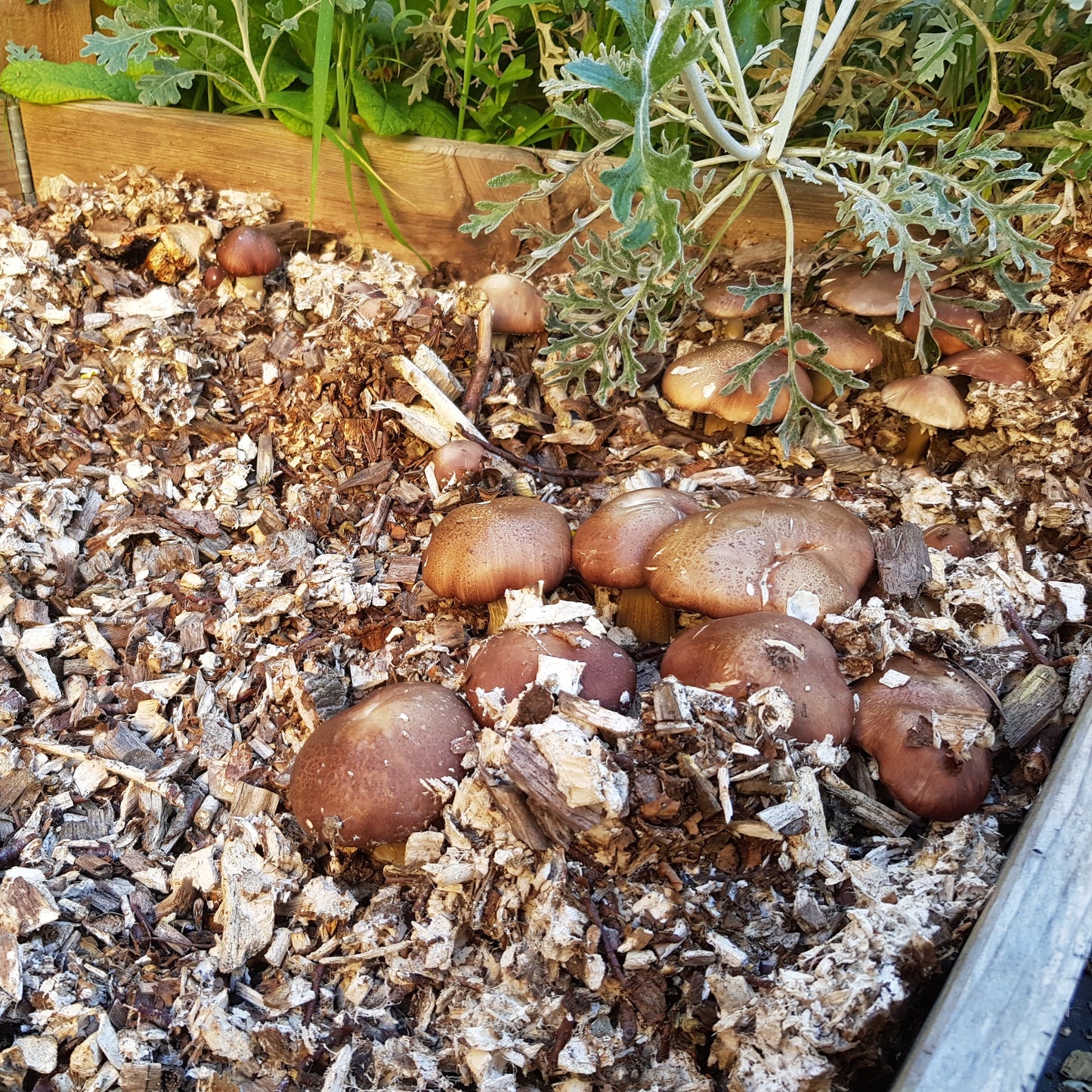 Grain Spawn 1kg-3kg