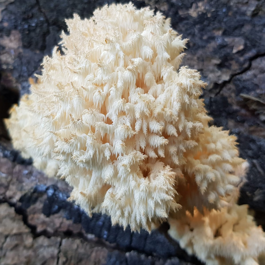 Native Hericium coralloides - JCMUP02 (Coral Tooth Fungus) Liquid Culture
