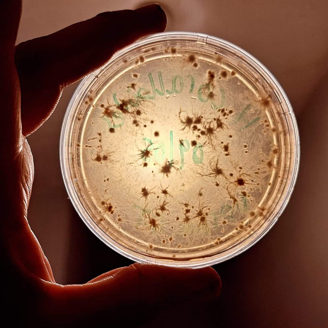 Native Hericium coralloides - JCMUP02 (Coral Tooth Fungus) Liquid Culture
