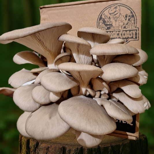 Oyster Mushroom Grow Kit