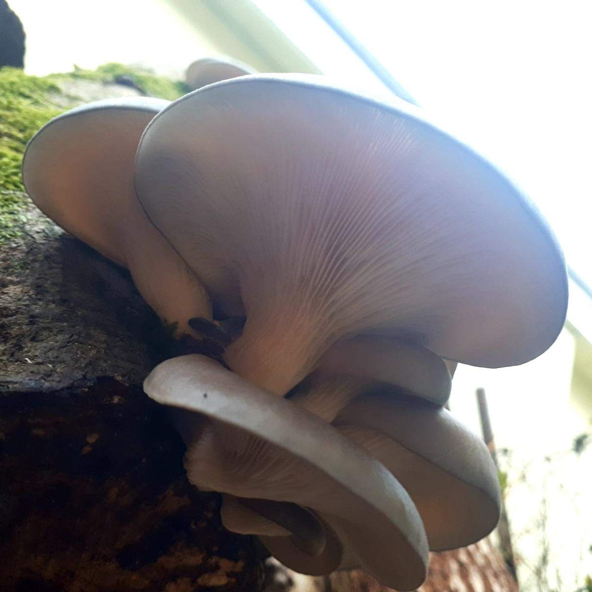 Colonised Mushroom Dowels for Log Inoculation