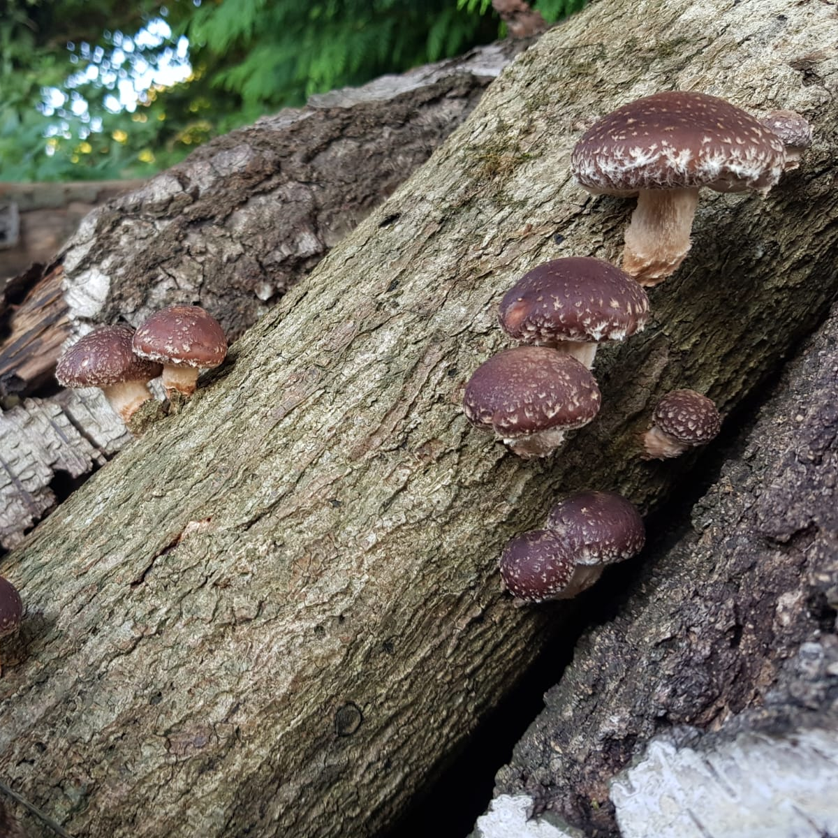 Colonised Mushroom Dowels for Log Inoculation