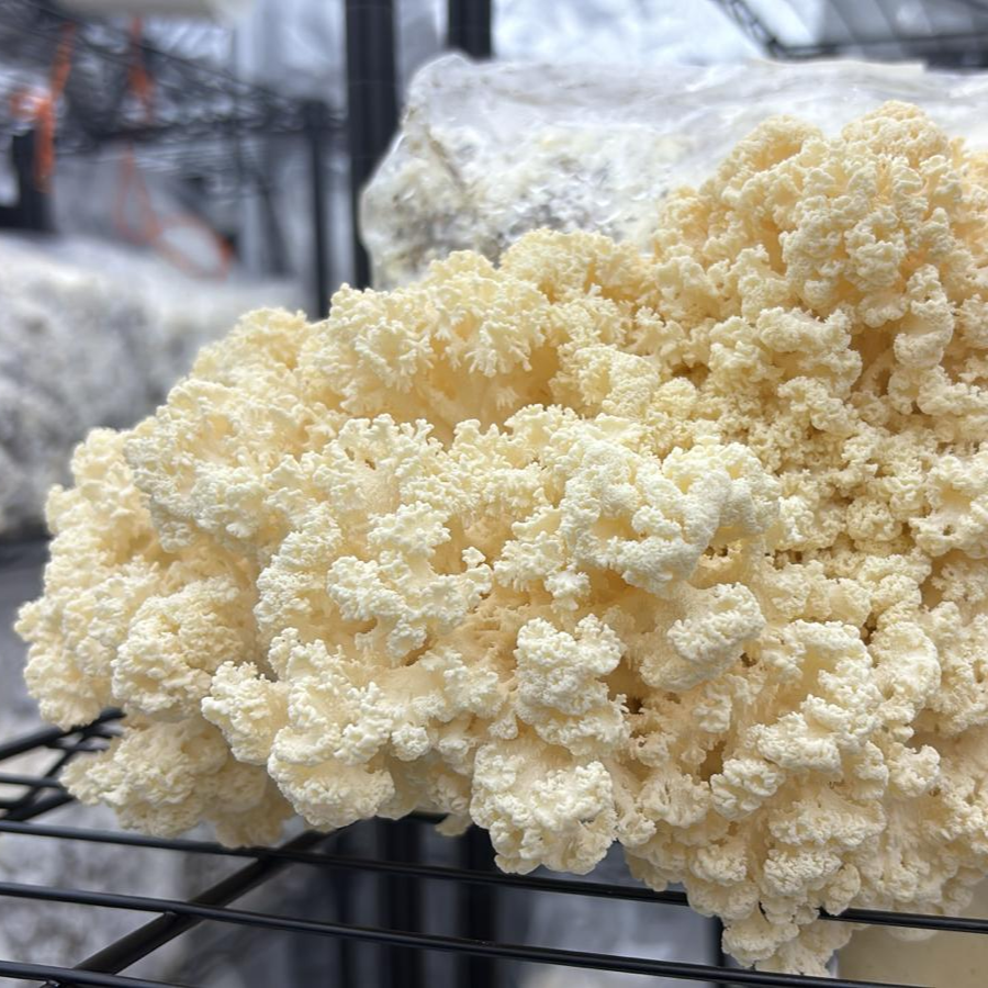 Grain Spawn 1kg-3kg