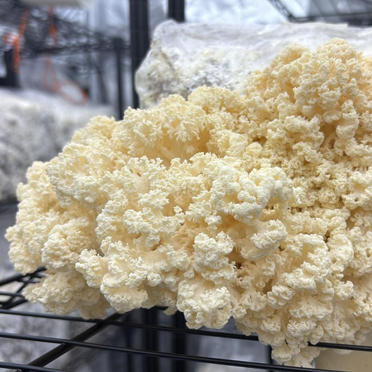 Commercial Fruiting Blocks