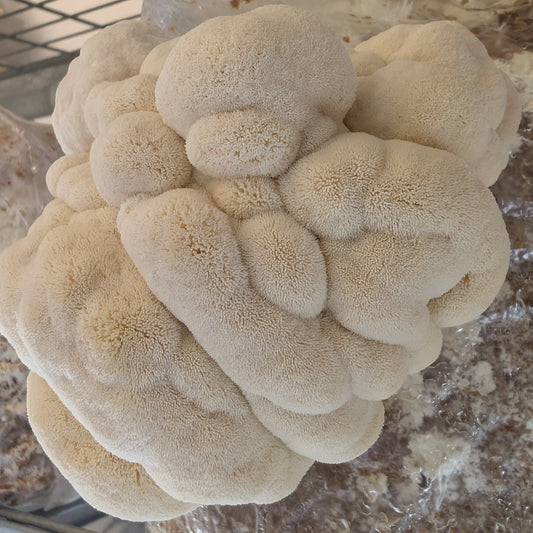 Grain Spawn 1kg-3kg