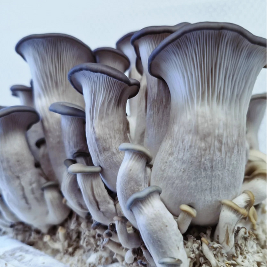 Pleurotus Hybrid - JCM027 (Blue King Oyster) Liquid Culture