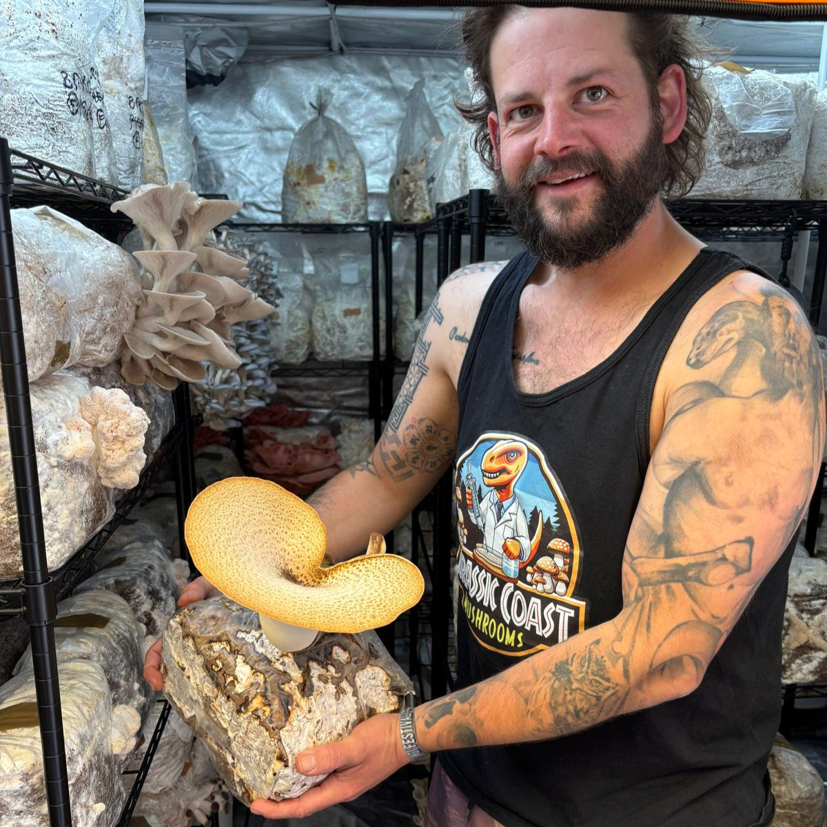 Native Cerioporus squamosus - JCMDS1 (Dryad’s Saddle) Liquid Culture