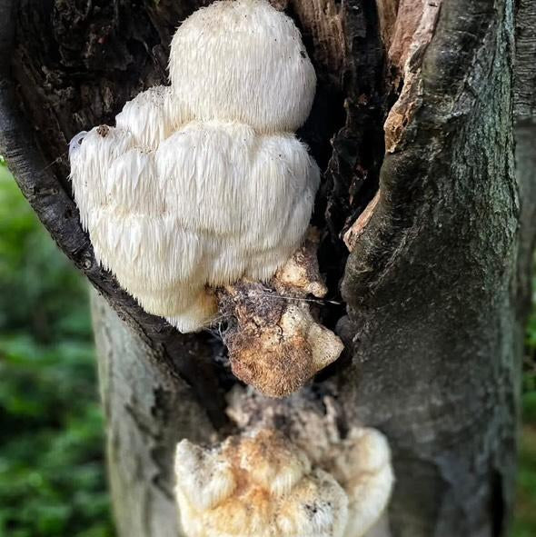 Native Hericium erinaceus - JCMOFF45 (Lions Mane) Liquid Culture