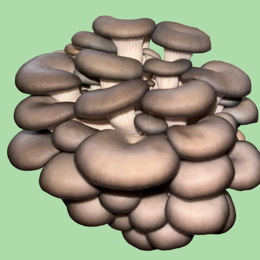 Pleurotus Hybrid - JCMF028 (Blue Pearl King Oyster) Liquid Culture