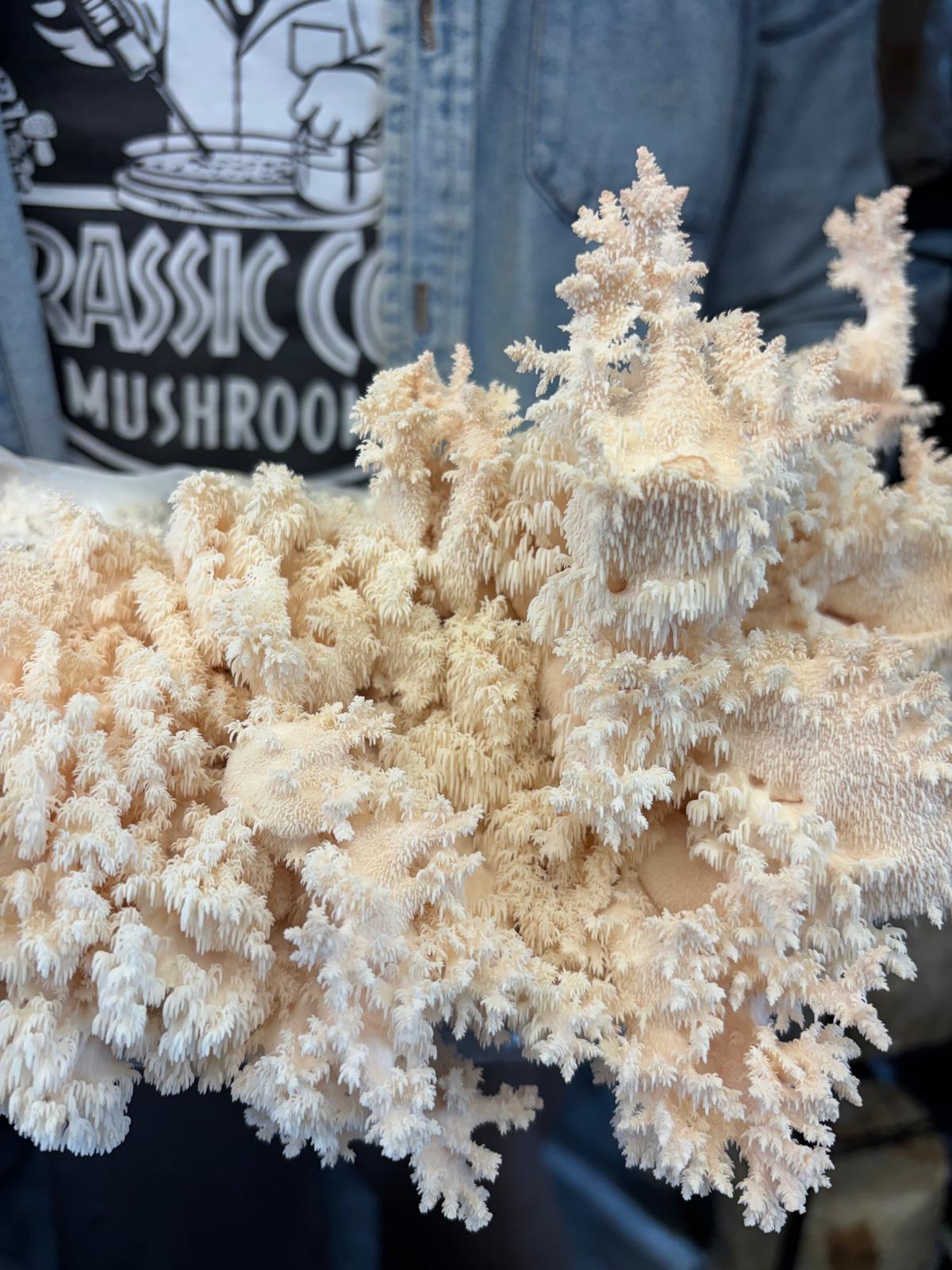 Hericium americanum - JCMBT47 (Bear’s Head Tooth) Liquid Culture