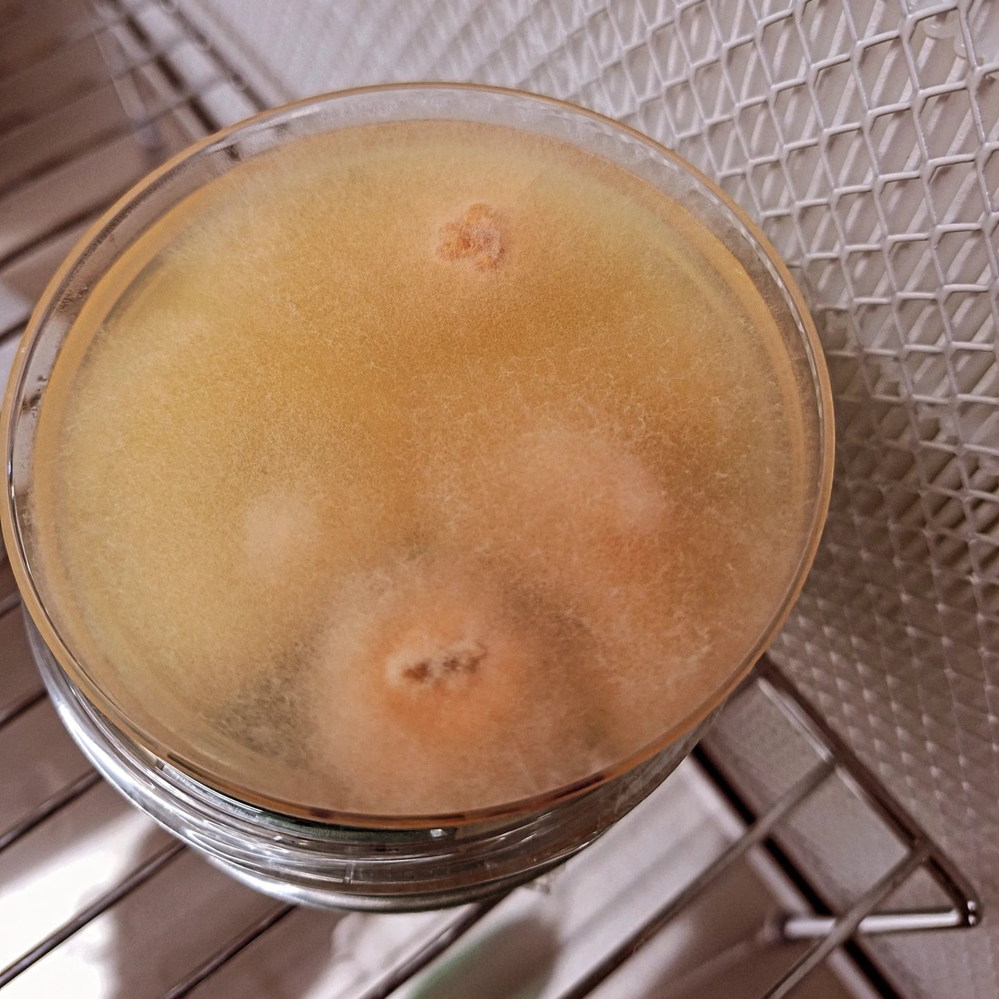 Native Laetiporus sulphureus - JCMBI03 (Chicken of the Woods) Liquid Culture