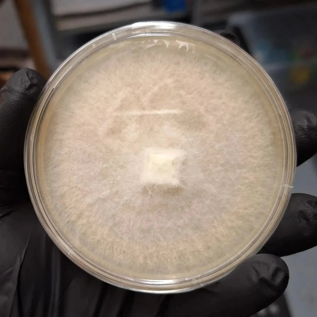 Colonised Agar Plates