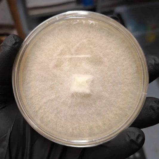 Colonised Agar Plates
