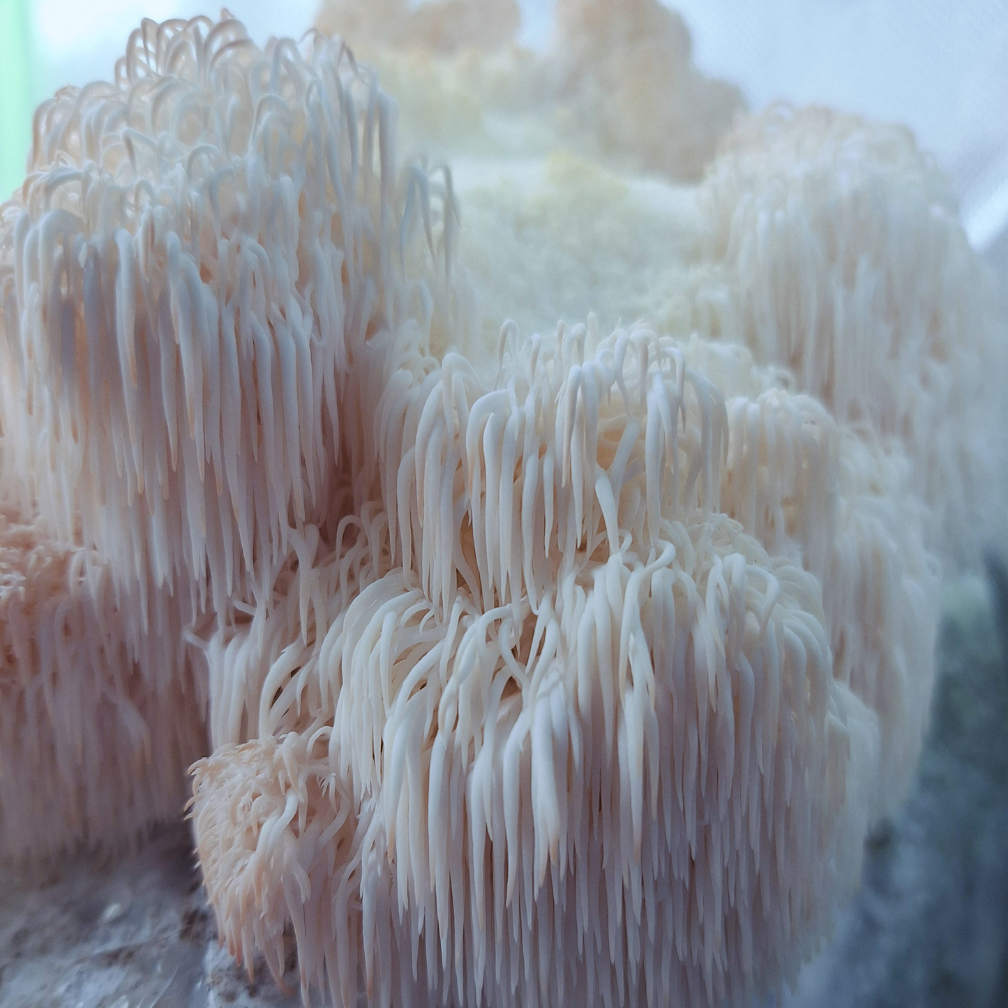 Hericium erinaceous - JCMLP022 (Lions mane) Liquid Culture