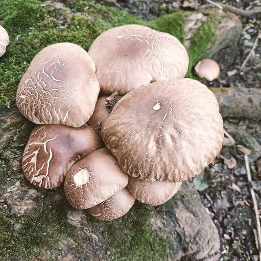Native Cyclocybe aegerita - JCMHH01 (Pioppino / Poplar Fieldcaps) Liquid Culture