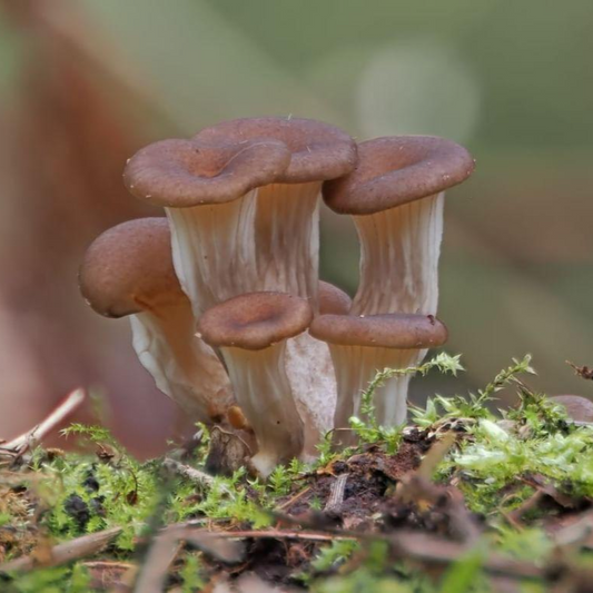 Native Pleurotus cornucopiae - JCMSX04 (Branched Oyster) Liquid Culture