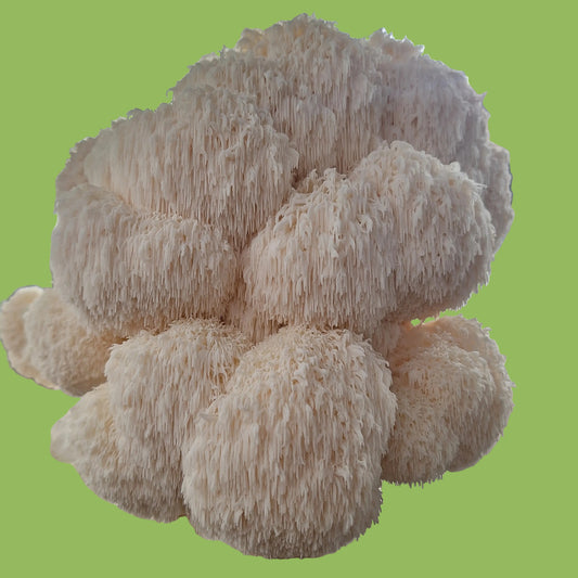 lionspride lionsmane liquid culture from Jurassic coast mushrooms 