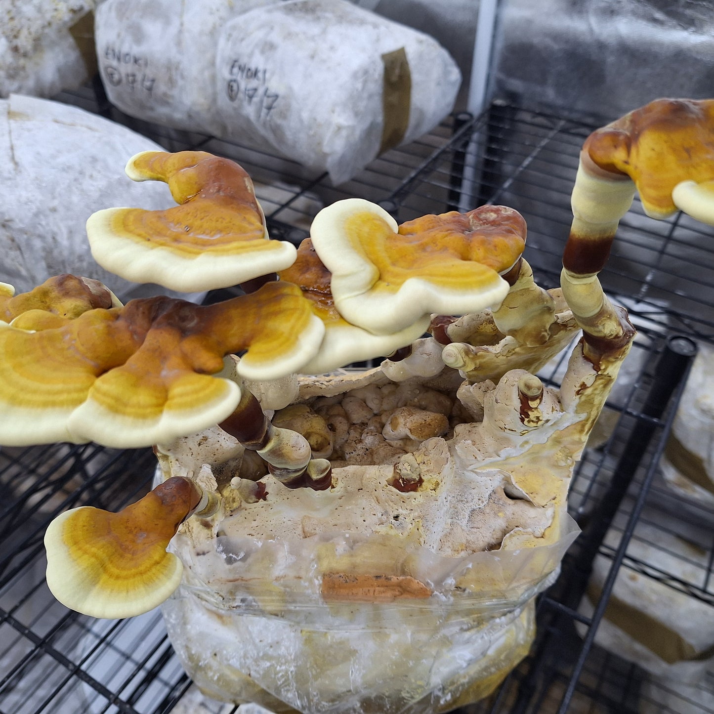 liquid culture from Jurassic coast mushrooms