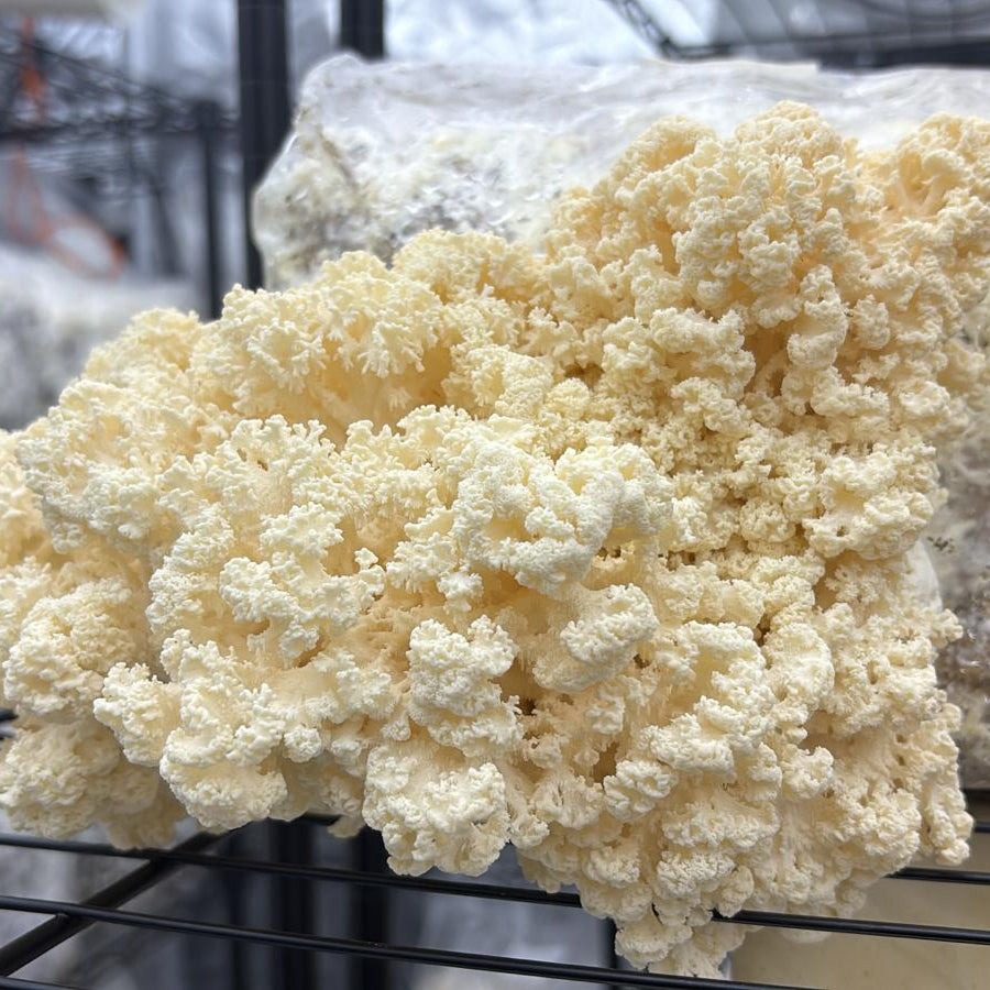 native coral tooth liquid culture from Jurassic coast mushrooms
