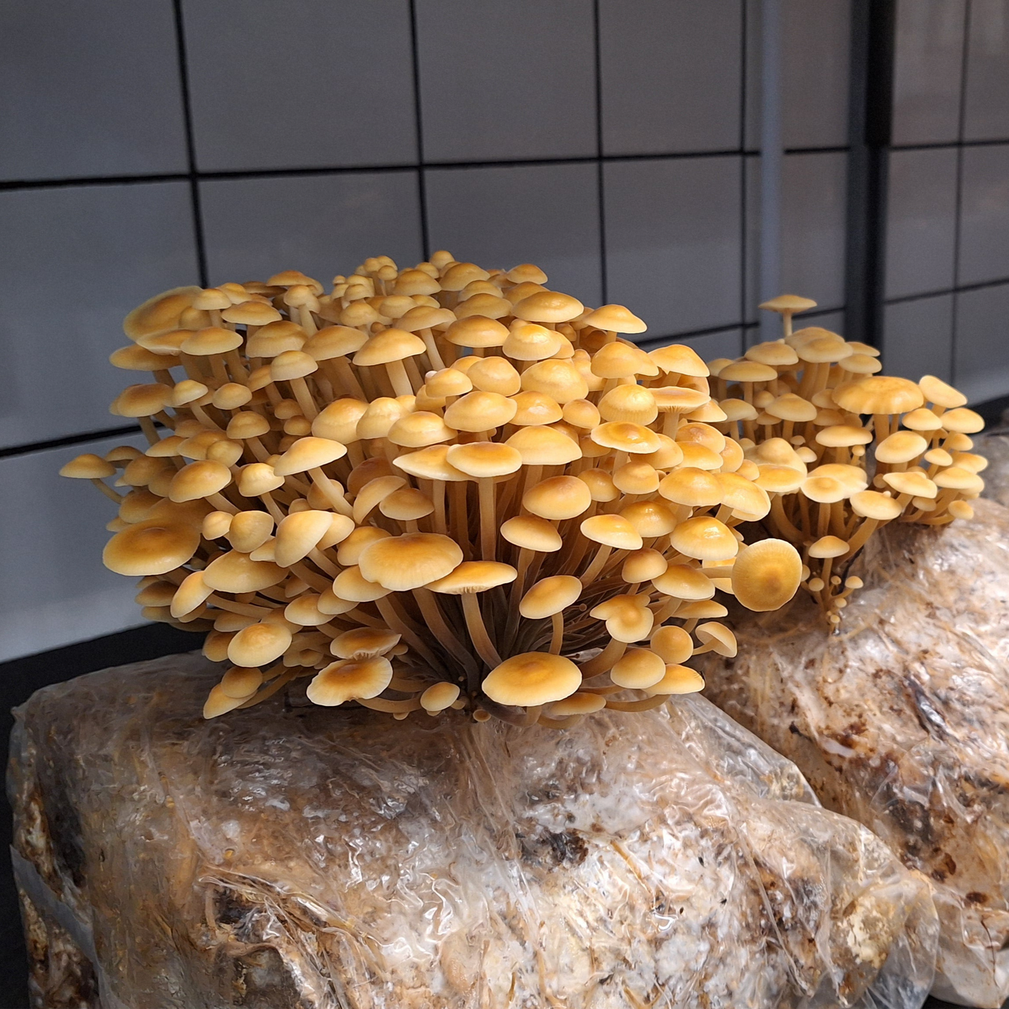 native velvet shank liquid culture from Jurassic coast mushrooms 