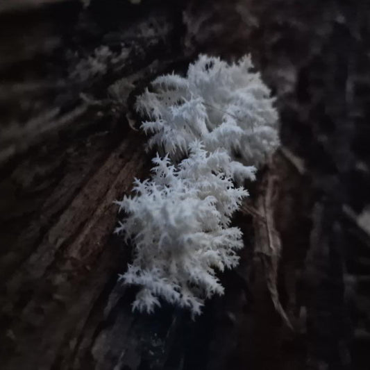 native Hericium coralloides liquid culture from Jurassic coast mushrooms