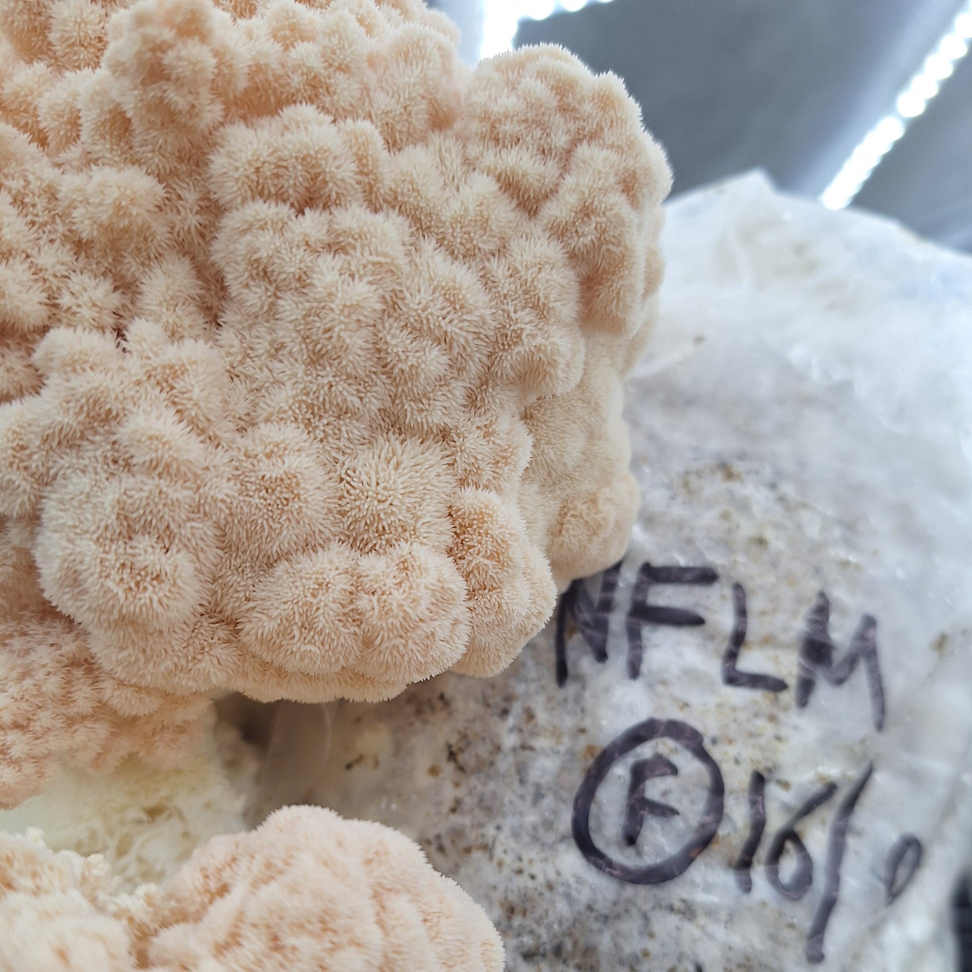 new forest lionsmane liquid culture from jurassic coast mushrooms 