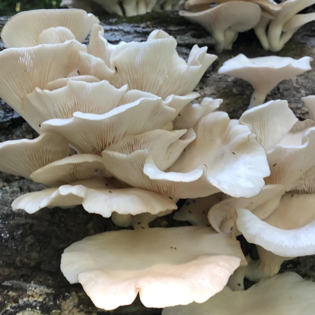 pleurotus pulmonarius native liquid culture from jurassic coast mushrooms 