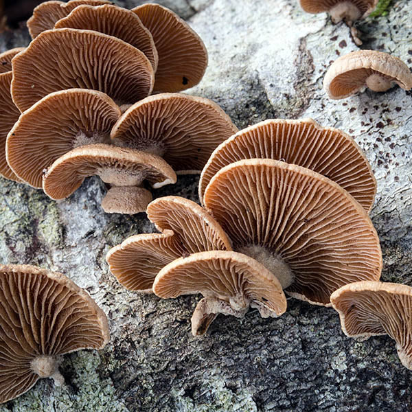 Panellus stipticus  - JCMGLOW024 (Bitter Oyster) Liquid Culture