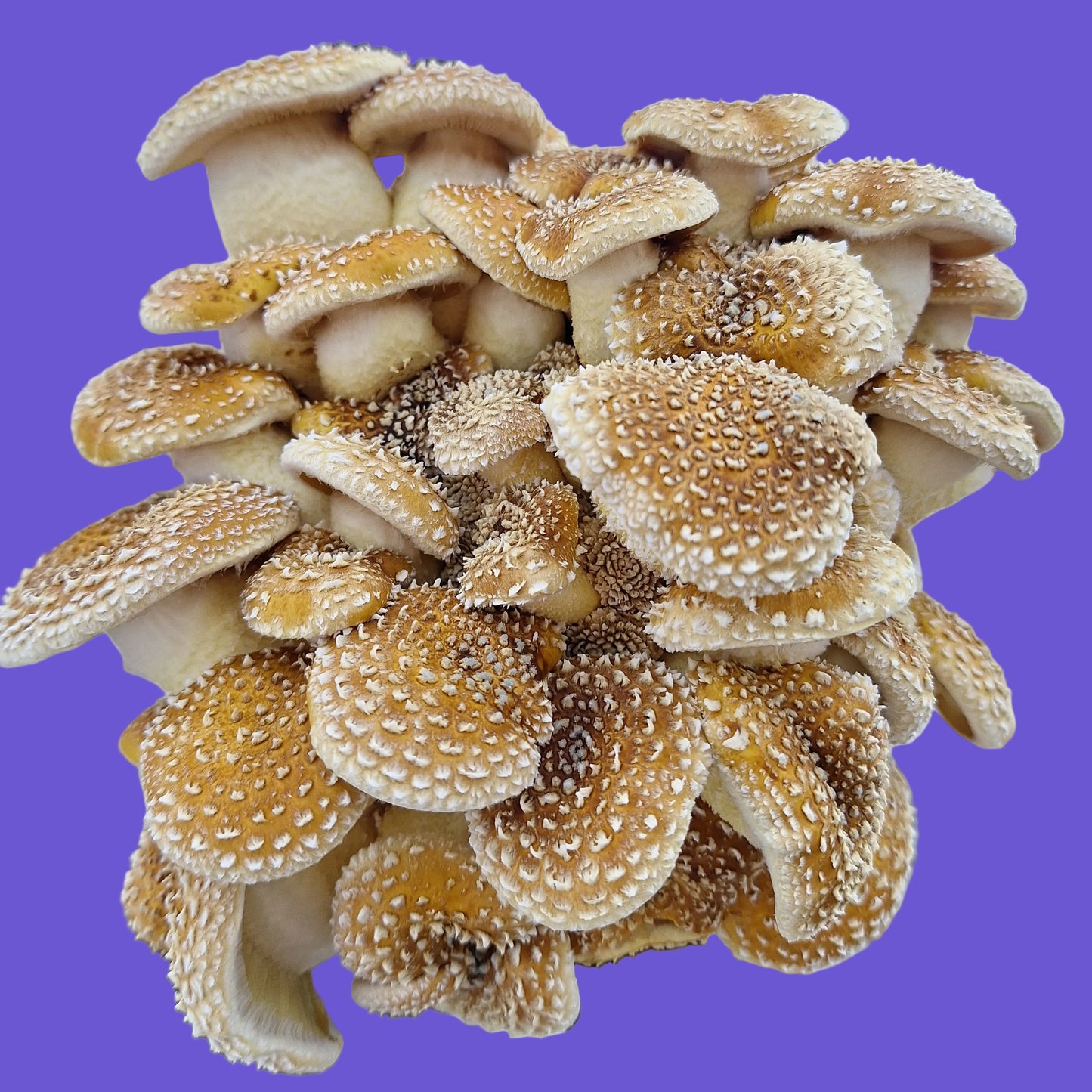 pholiota adiposa liquid culture from Jurassic coast mushrooms 