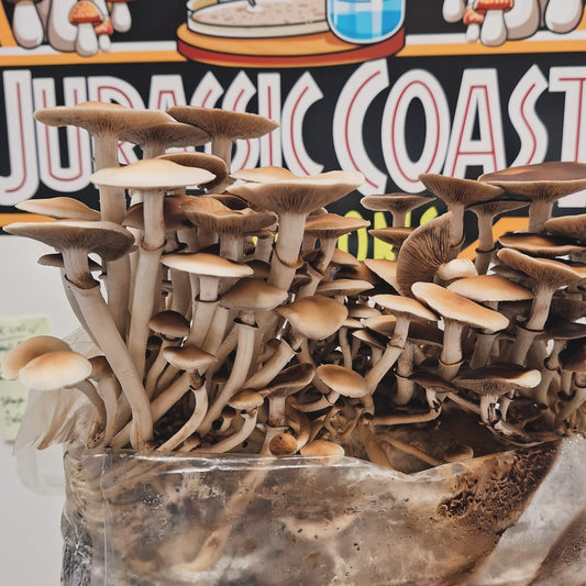 Mushroom culture in a container with 'Jurassic Coast' branding in the background