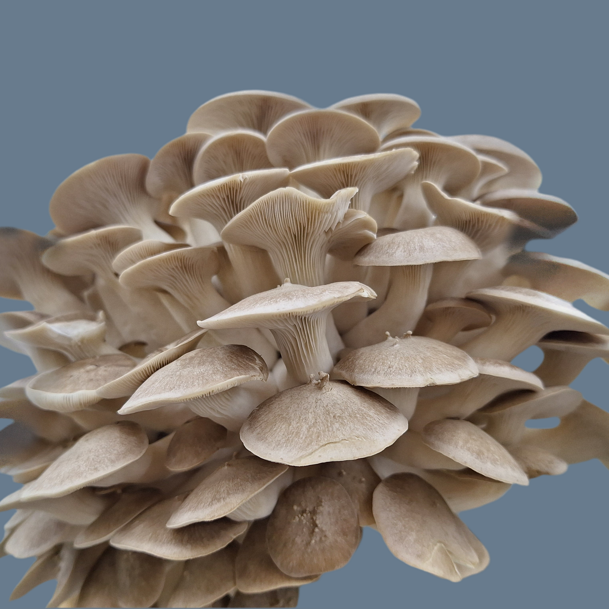 pleurotus ostreatus liquid culture from Jurassic coast mushrooms 