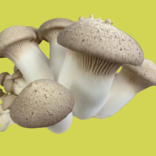 pleurotus eryngii liquid culture from Jurassic coast mushrooms