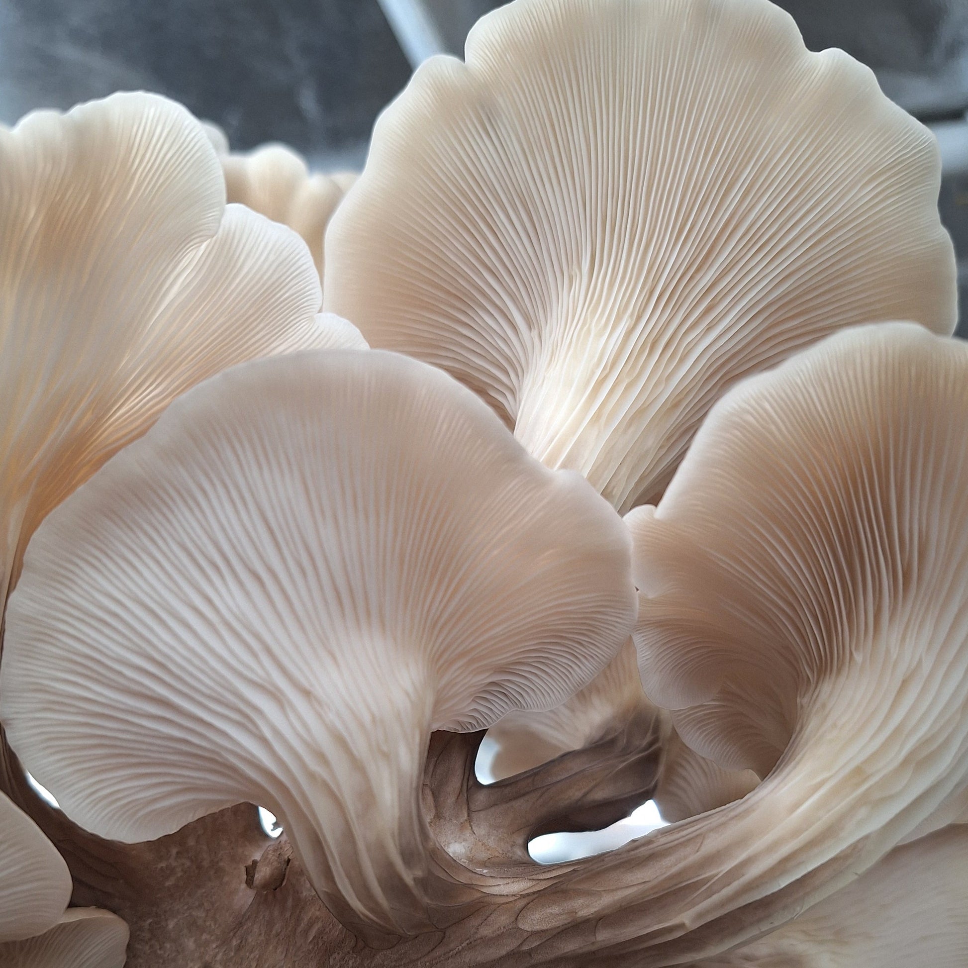 pleurotus euosmus native liquid culture from Jurassic coast mushrooms