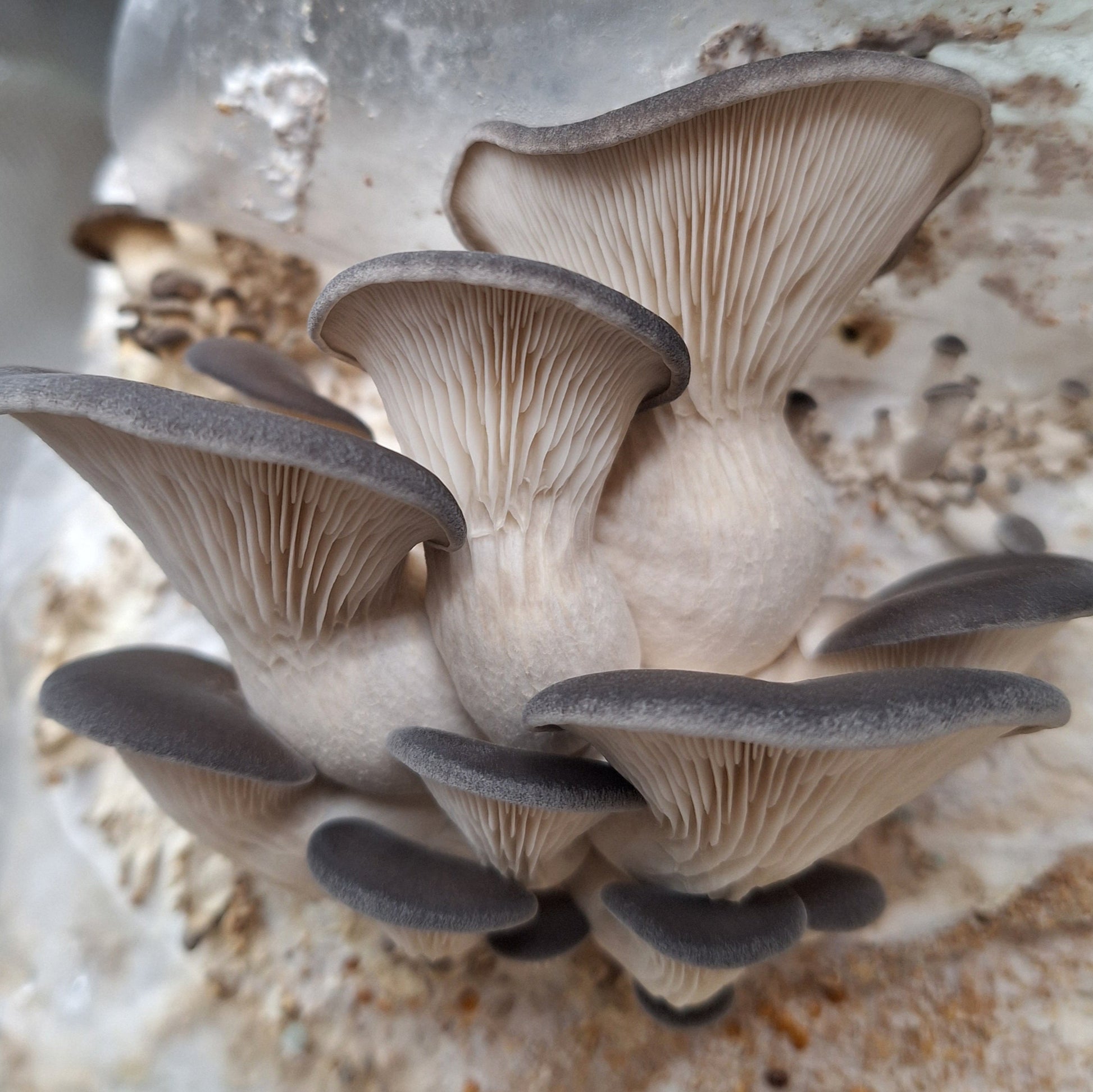 pleurotus ostreatus native liquid culture from Jurassic coast mushrooms 