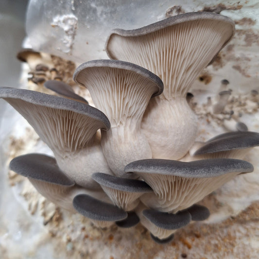 pleurotus ostreatus native liquid culture from Jurassic coast mushrooms 